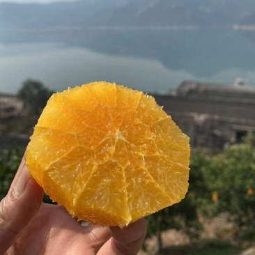 秭归脐橙秭归伦晚量大从优支持视频看货