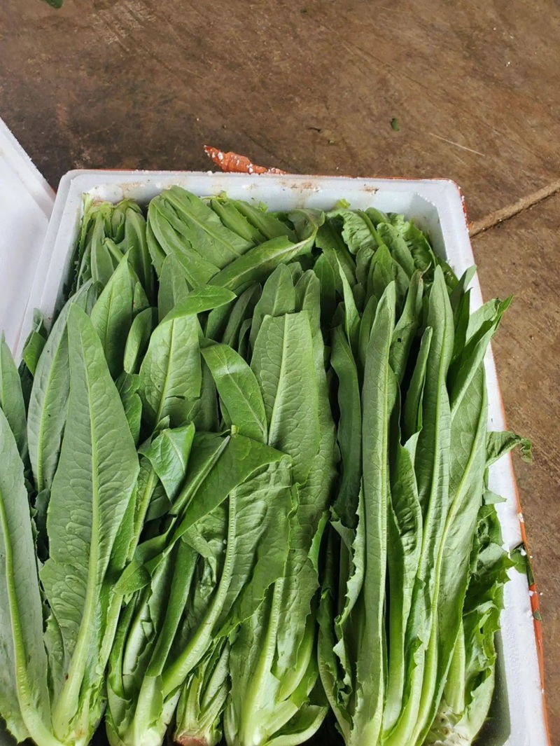 【精品】邯郸油麦菜一条龙服务批发全国价格来电详谈