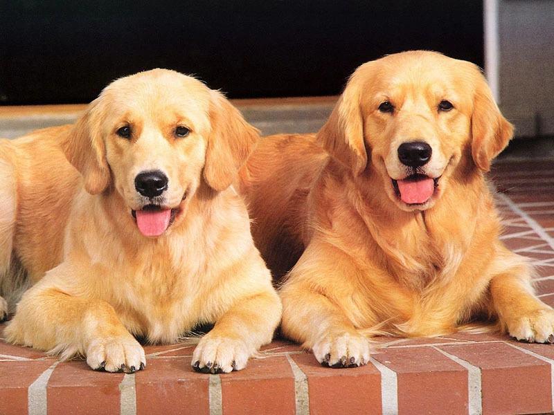 纯种双血统金毛犬导盲犬纯种宠物狗金毛犬纯种金毛犬活物