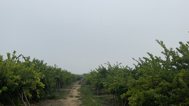 广东香水柠檬