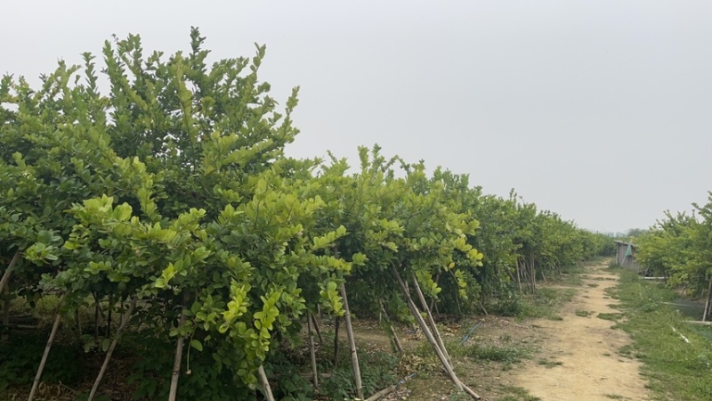 广东香水柠檬