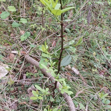 木姜子苗山胡椒苗大中小苗都有果子也有已经挂果的