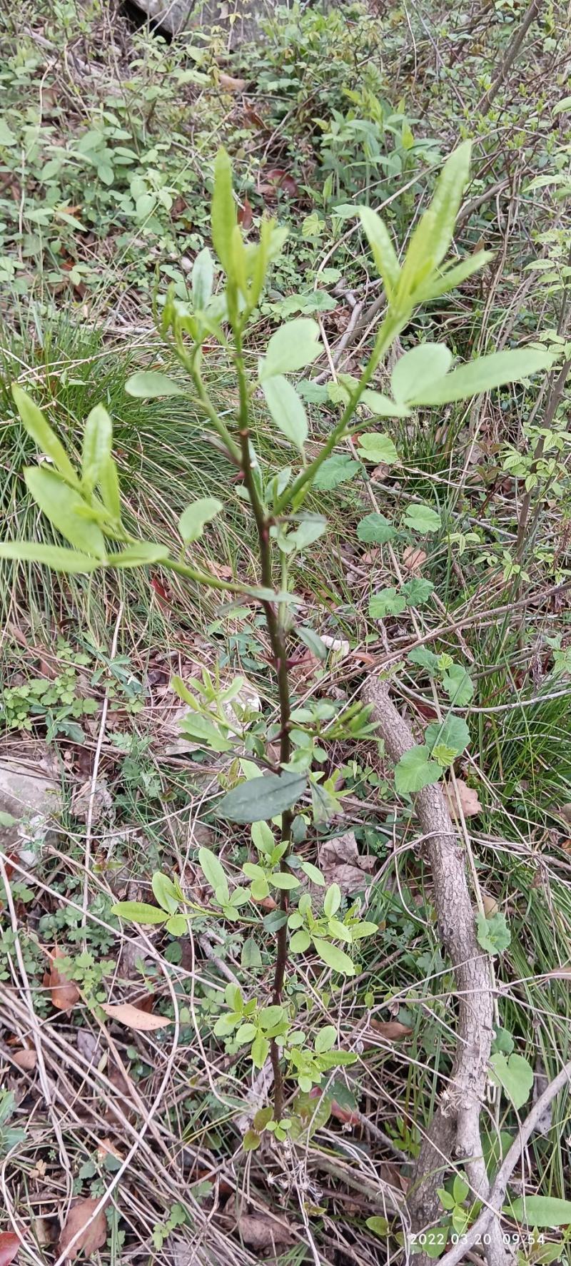 木姜子苗山胡椒苗大中小苗都有果子也有已经挂果的