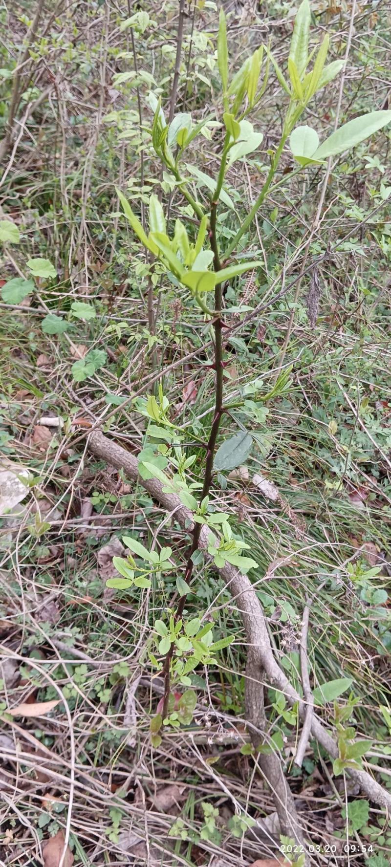 木姜子苗山胡椒苗大中小苗都有果子也有已经挂果的