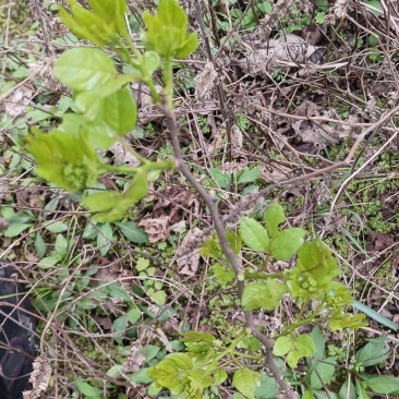 正宗野生花椒树苗大苗药食两用假一赔百