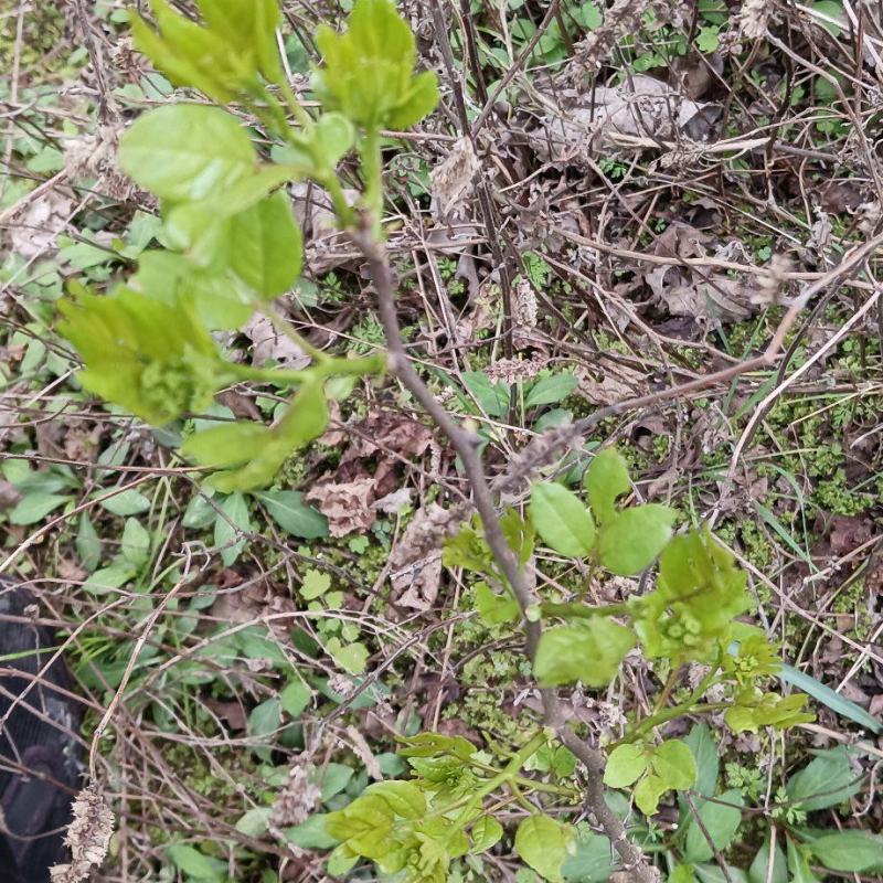 正宗野生花椒树苗大苗药食两用假一赔百