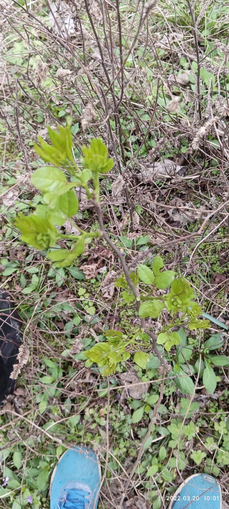 正宗野生花椒树苗大苗药食两用假一赔百