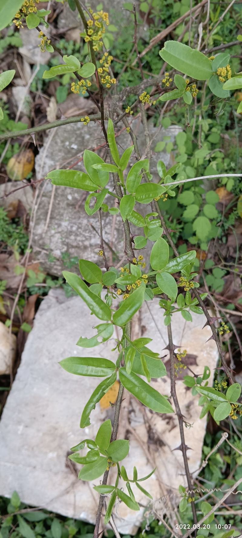 正宗野生花椒树苗大苗药食两用假一赔百
