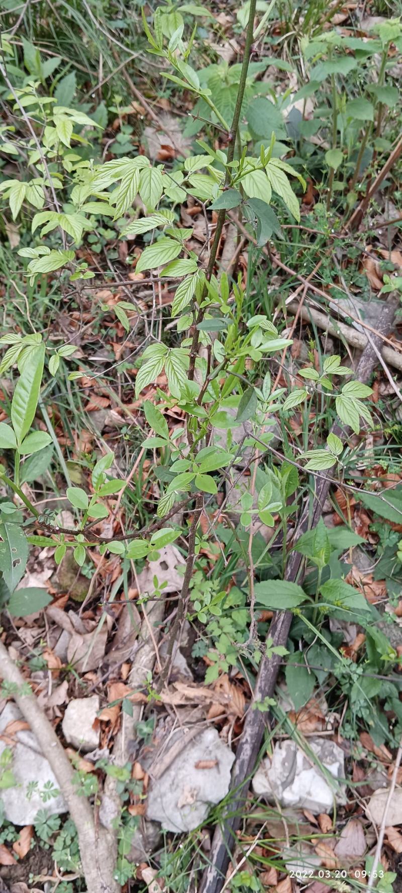 正宗野生花椒树苗大苗药食两用假一赔百