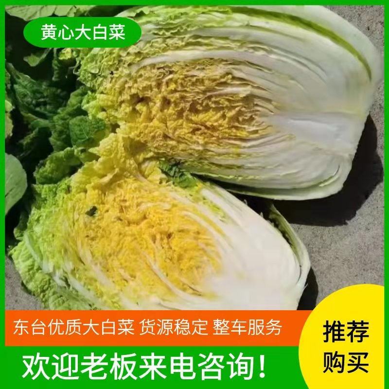 东台黄心大白莱大量上市欢迎光联订货质量好代发全国