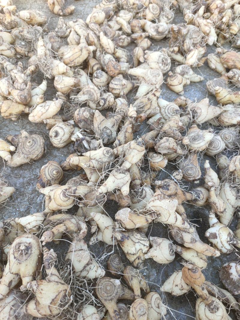 白芨:三叉白芨、紫花白花、干白芨个子，白芨片子，纯干无硫