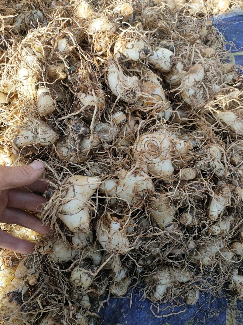 白芨:三叉白芨、紫花白花、干白芨个子，白芨片子，纯干无硫