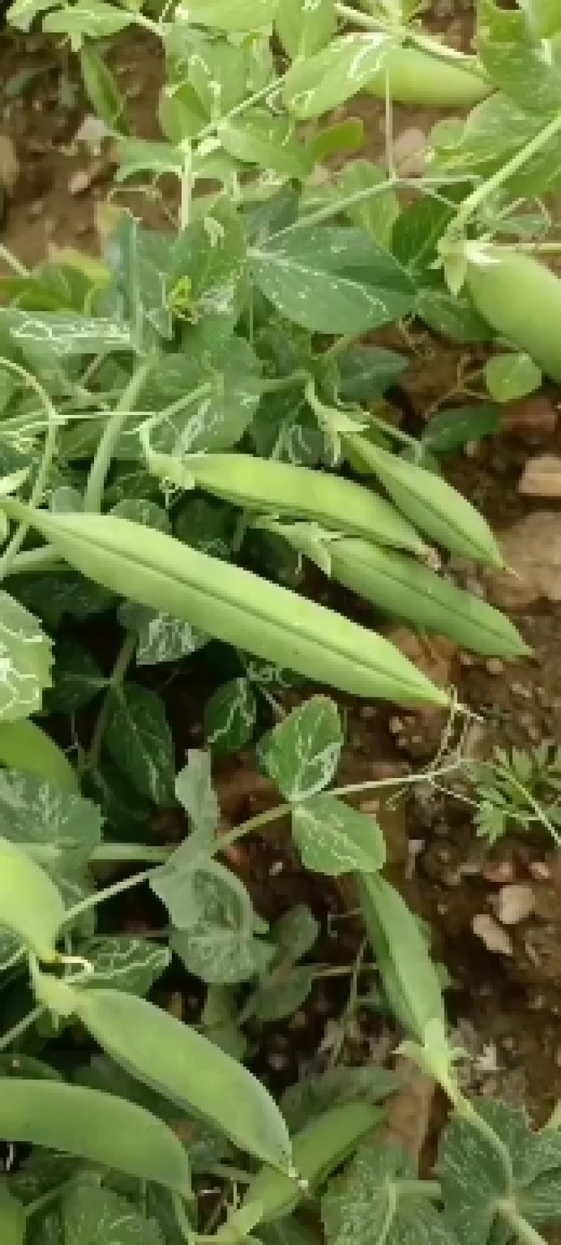 豌豆荚，马上上市，提前联系。