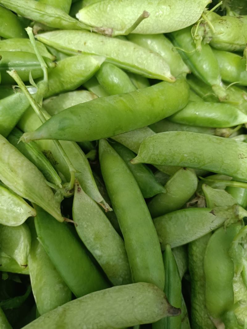 豌豆荚，马上上市，提前联系。