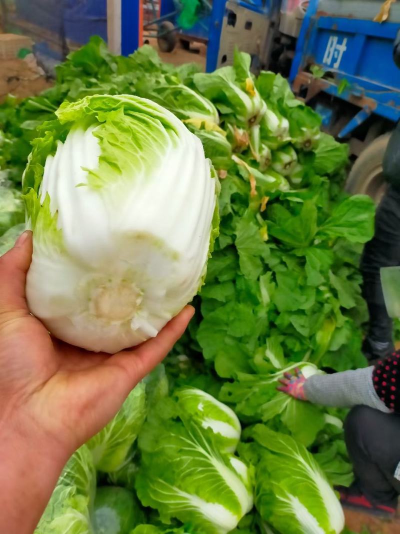 山东聊城白菜大量供货，黄心菊锦，保质保量，全国发货