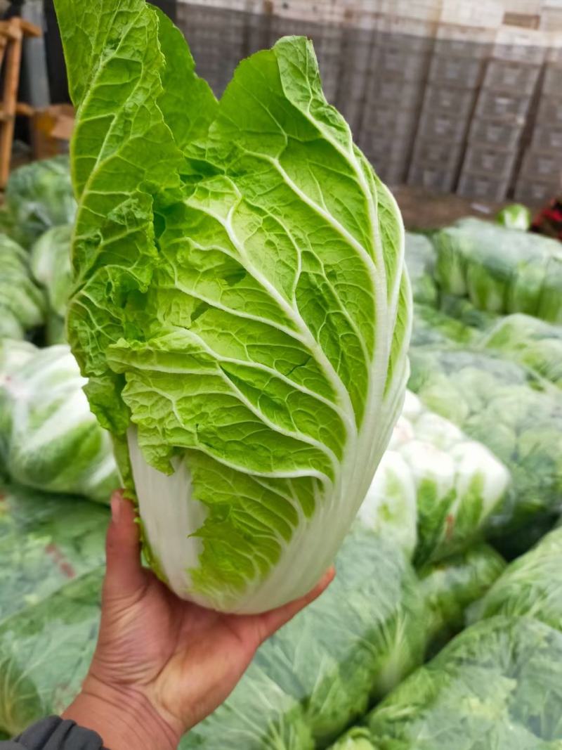 山东聊城白菜大量供货，黄心菊锦，保质保量，全国发货