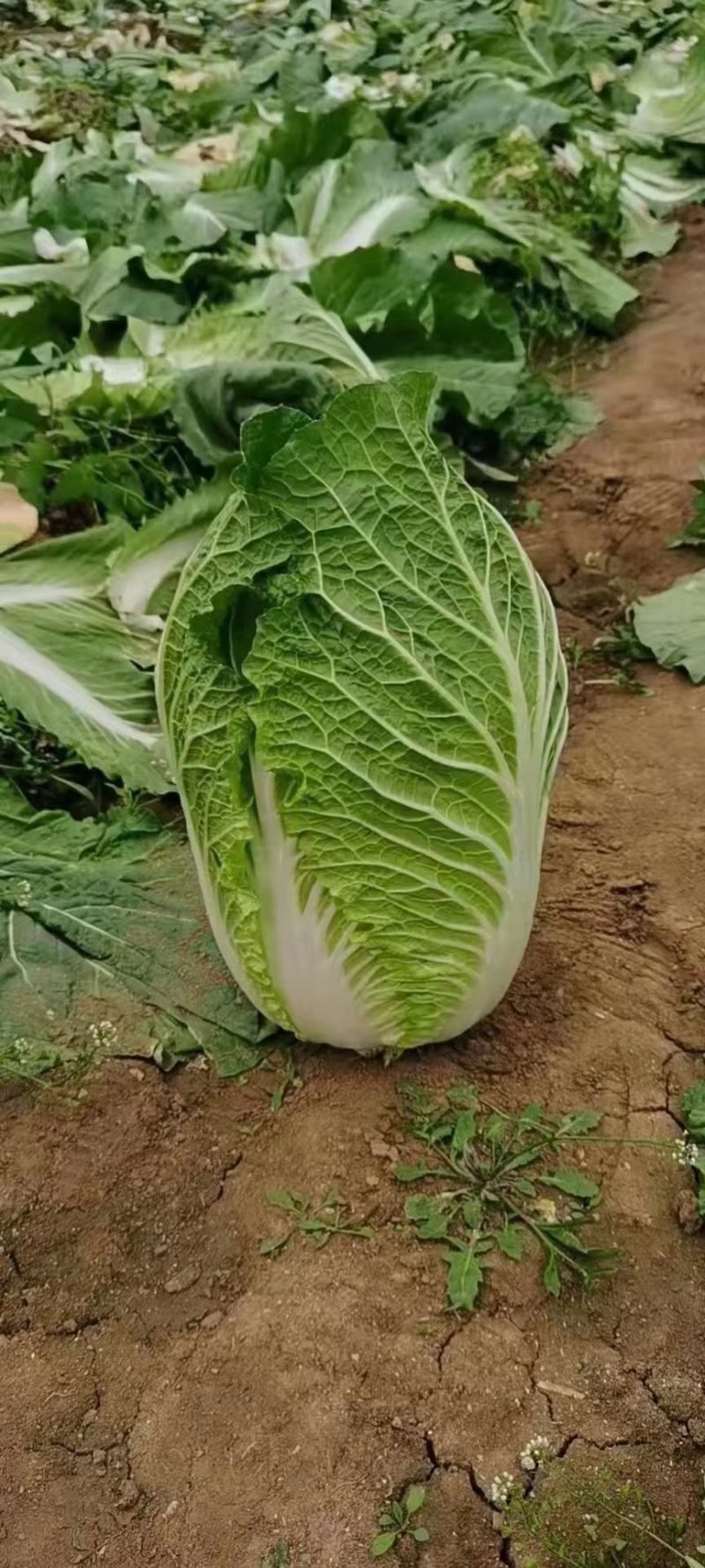 山东聊城白菜大量供货，黄心菊锦，保质保量，全国发货