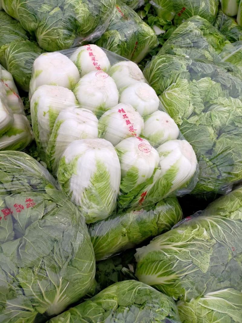 山东聊城白菜大量供货，黄心菊锦，保质保量，全国发货