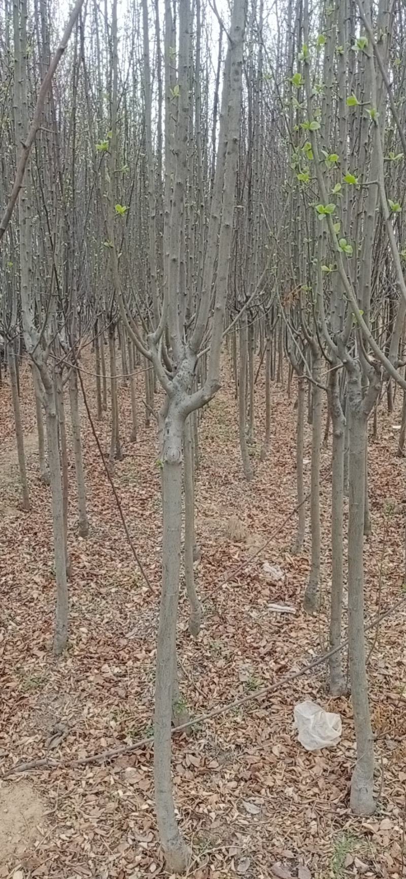 345公分海棠，北美海棠，西府海棠八棱海棠。杆直价格公道