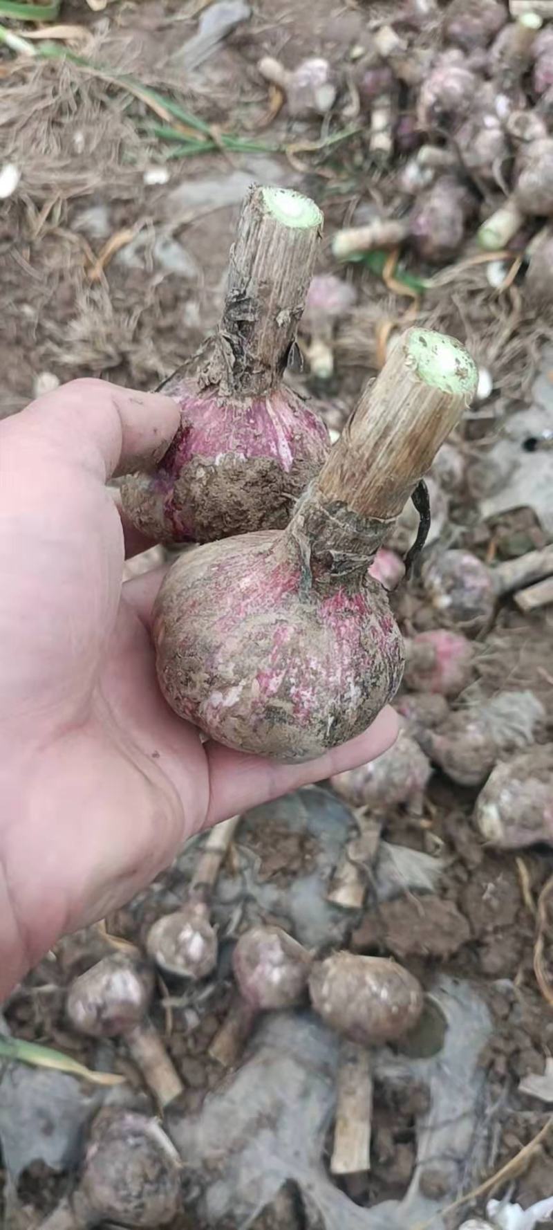 精品电商红皮干蒜大量有货源充足保证一手货价格美丽质量很好