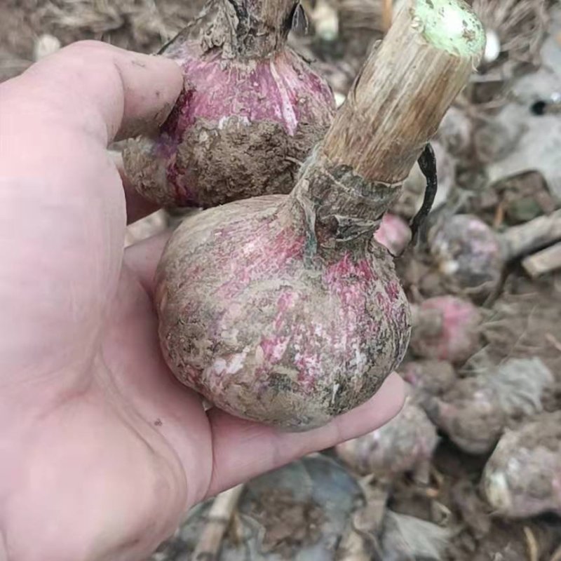 精品电商红皮干蒜大量有货源充足保证一手货价格美丽质量很好