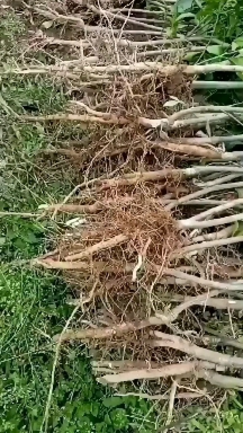 柠檬不知火柑橘苗，晚熟品种，四月中旬上市。脆甜，宜运输。