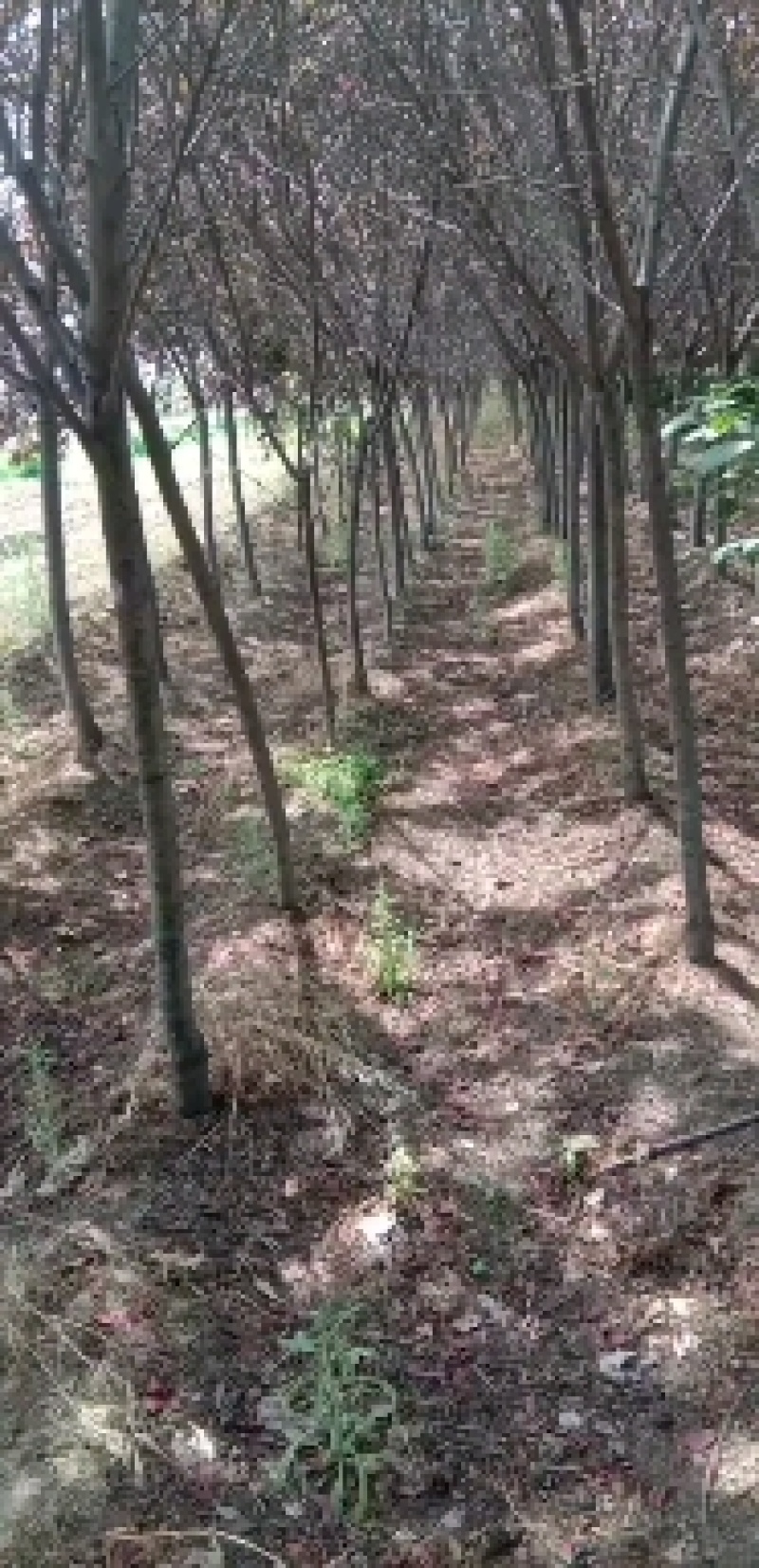 4公分的香花槐，5公分的香花槐，6公分香花槐，8公分香v