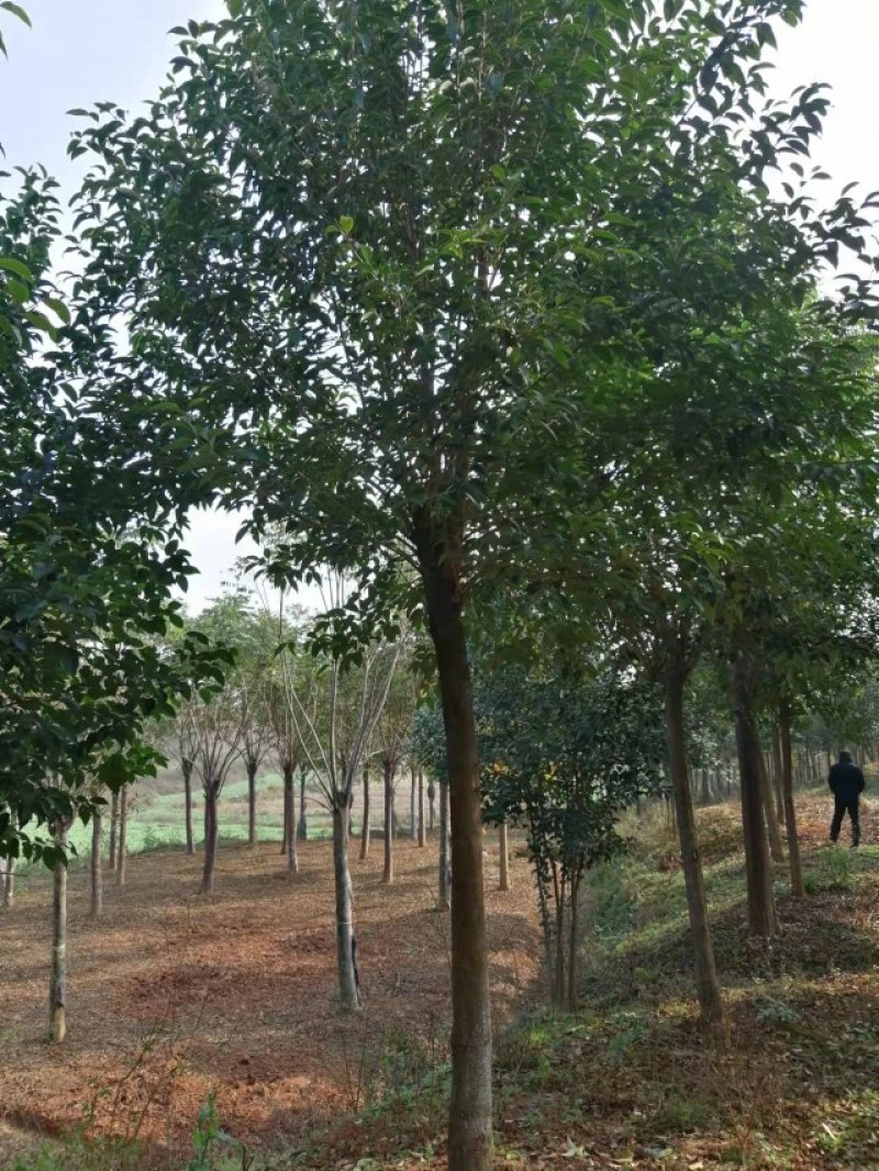 丛生桂花和高杆桂花（金桂）苗圃直销，全国发货