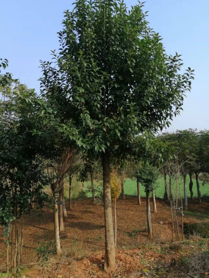 丛生桂花和高杆桂花（金桂）苗圃直销，全国发货