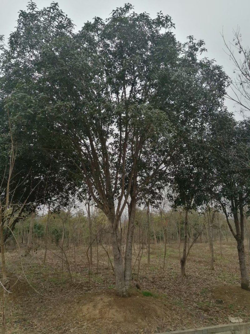 丛生桂花和高杆桂花（金桂）苗圃直销，全国发货