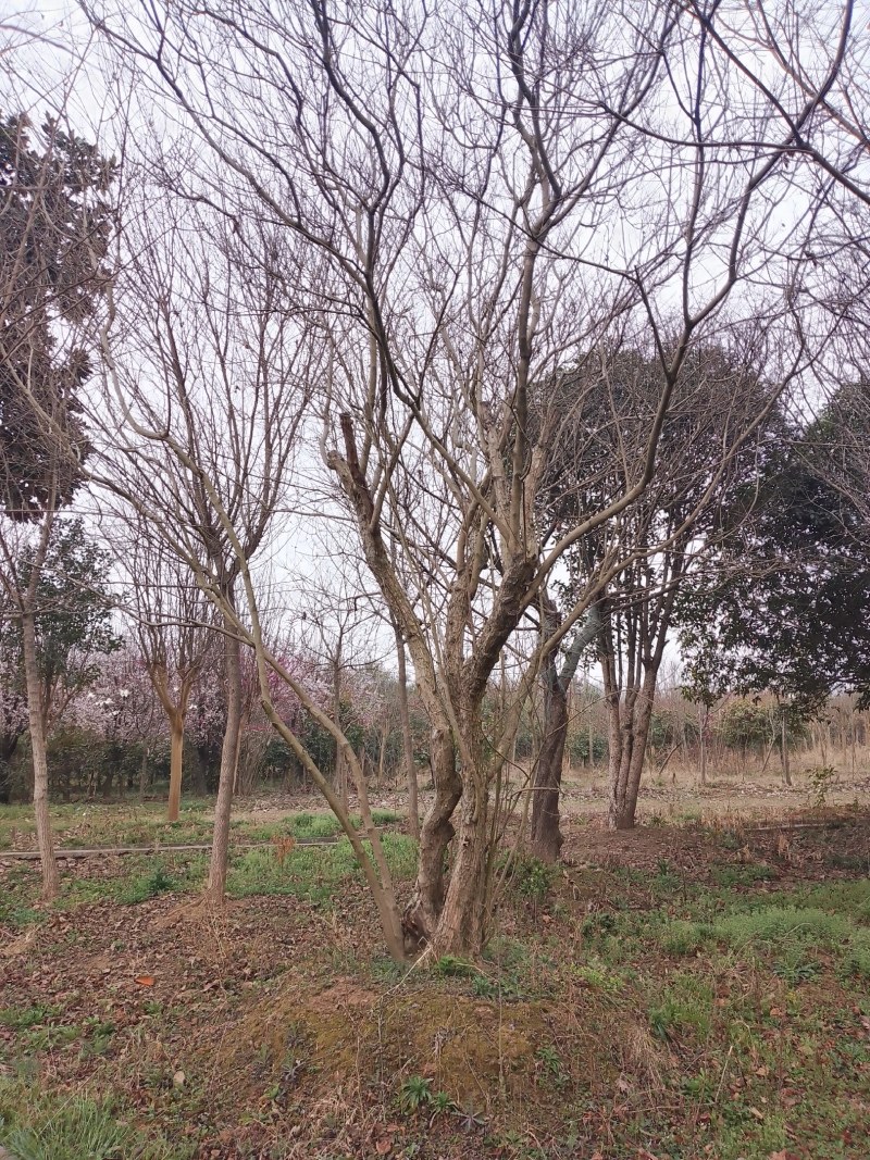 黄栌20公分至30公分，苗圃直销，全国发货