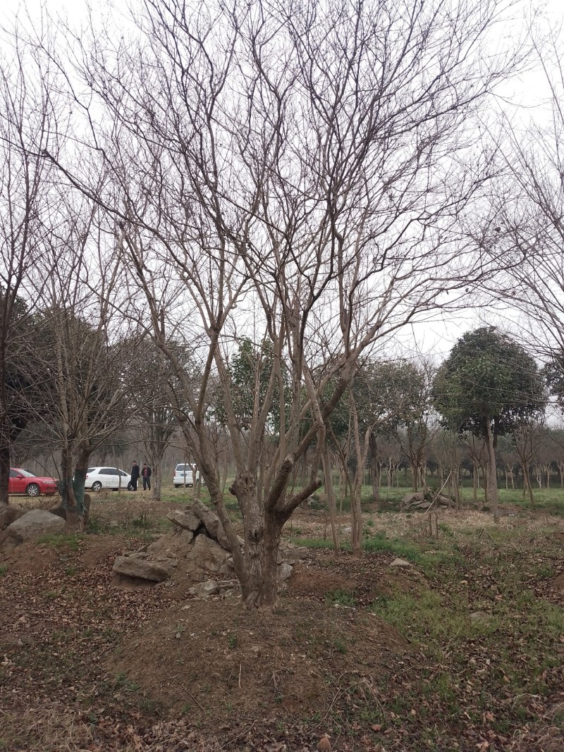 黄栌20公分至30公分，苗圃直销，全国发货
