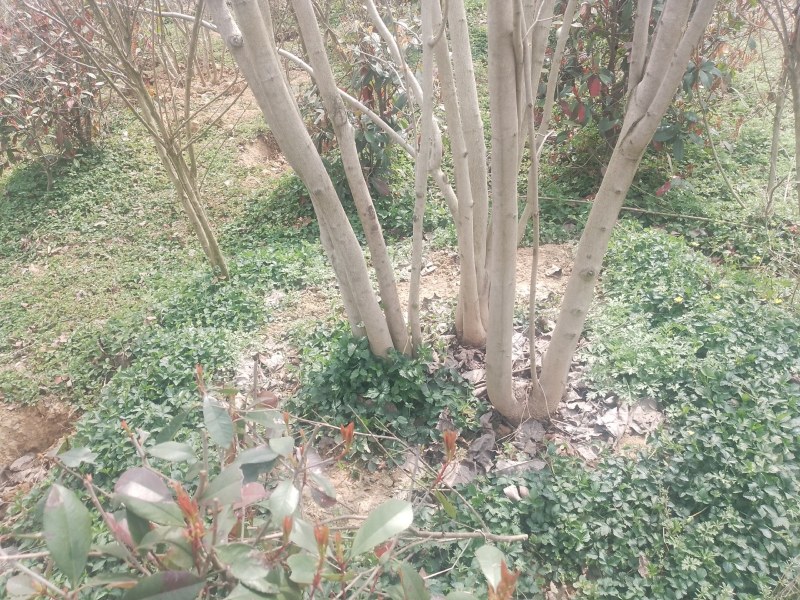 丛生巨紫荆5米至8米，产地直销，全国发货