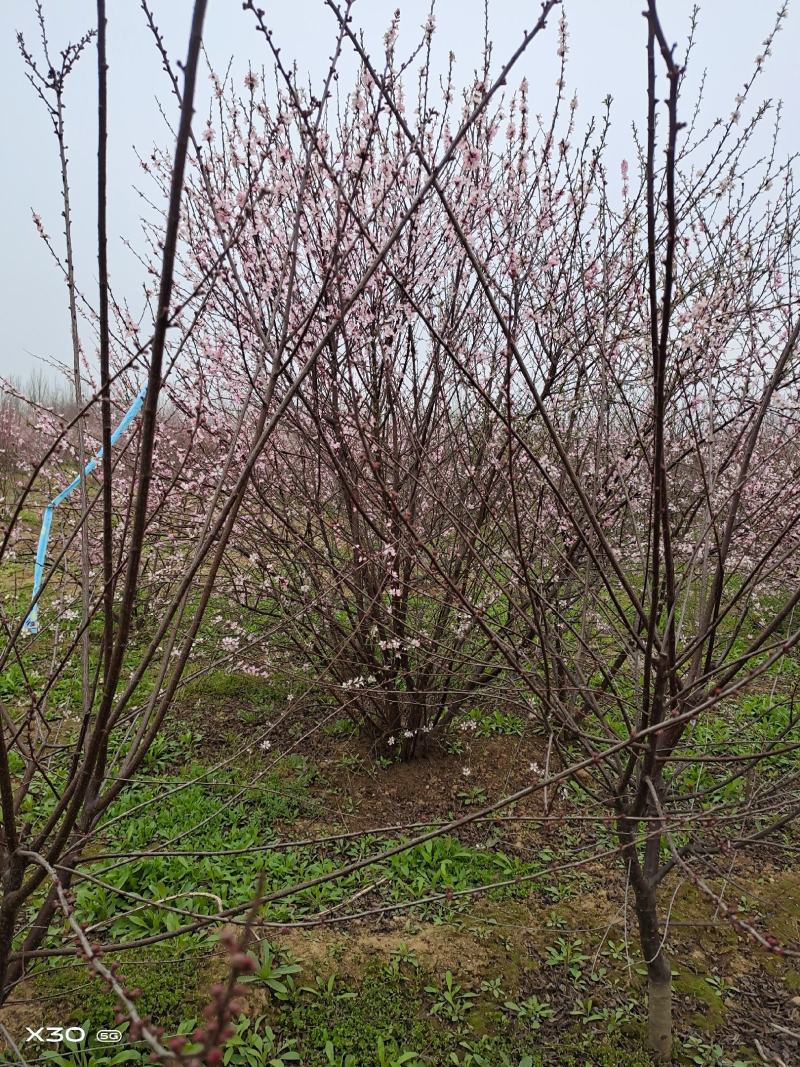 【牛商优选】丛生榆叶梅大小规格齐全苗木好成活欢迎实地考察