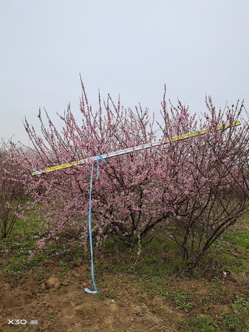 【牛商优选】丛生榆叶梅大小规格齐全苗木好成活欢迎实地考察
