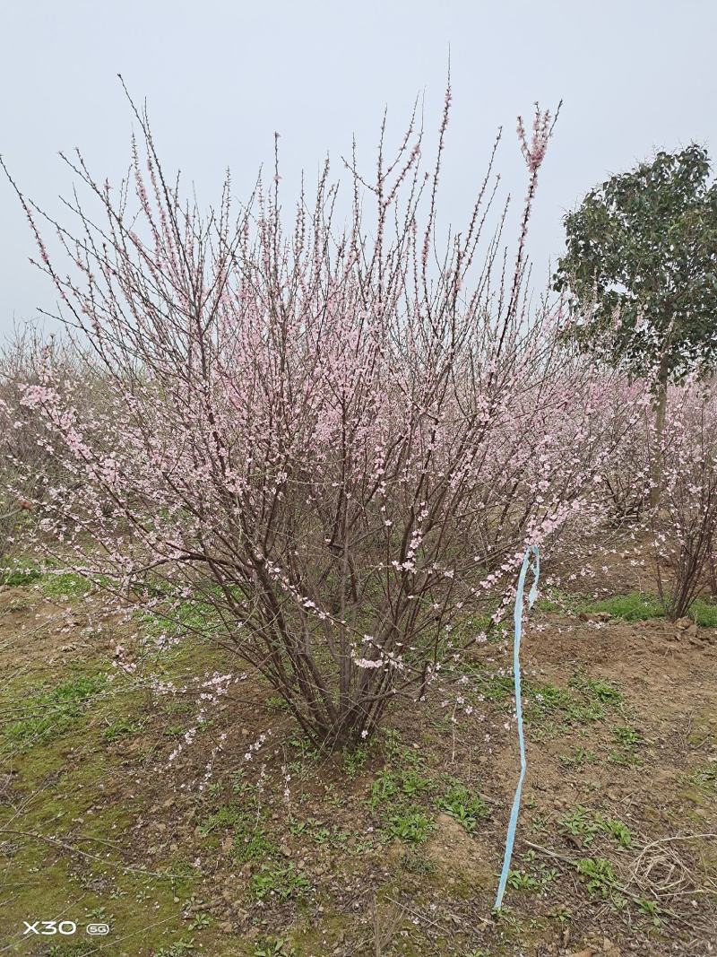【牛商优选】丛生榆叶梅大小规格齐全苗木好成活欢迎实地考察