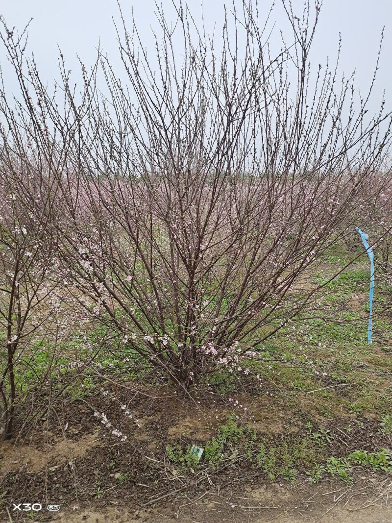 【牛商优选】丛生榆叶梅大小规格齐全苗木好成活欢迎实地考察