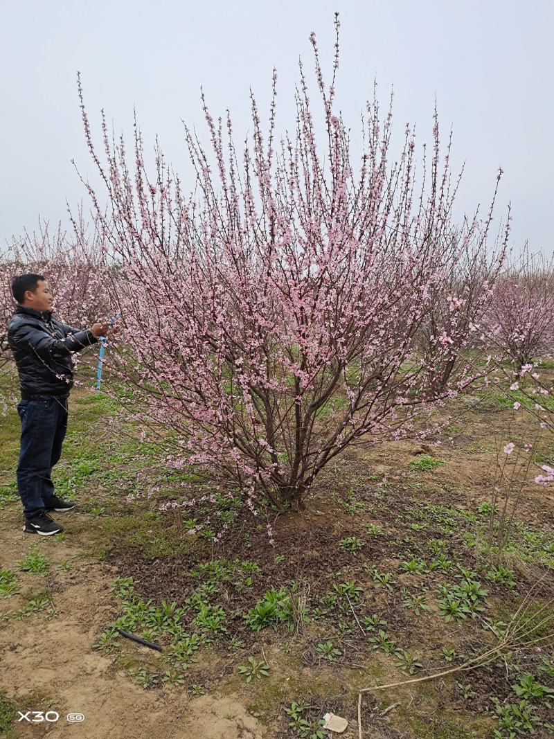 【牛商优选】丛生榆叶梅大小规格齐全苗木好成活欢迎实地考察