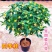 【桂花之乡自产自销】四季桂四季桂树一年四季开花批发价包邮