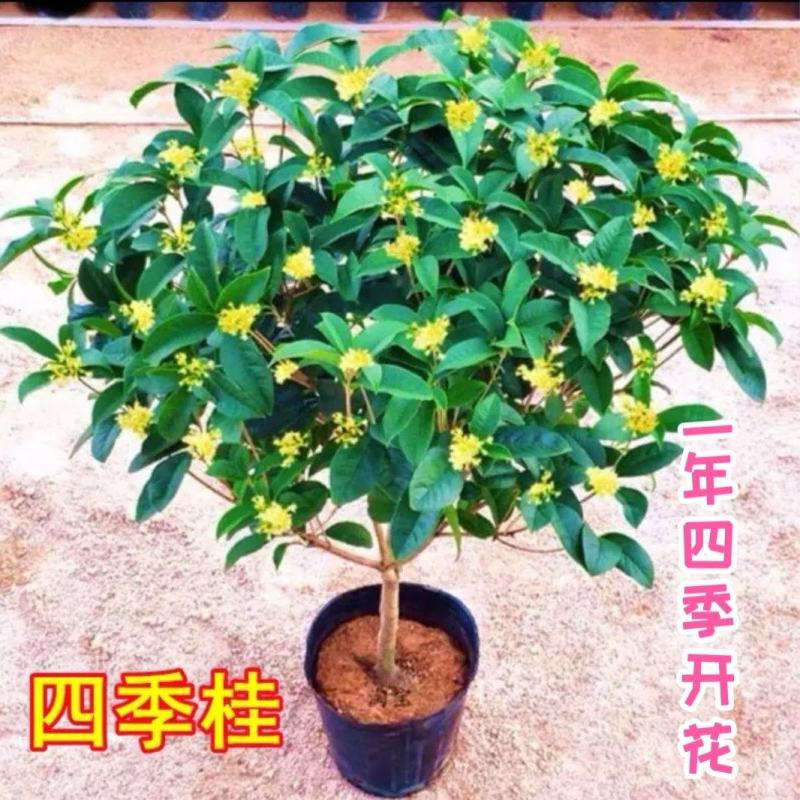 【桂花之乡自产自销】四季桂四季桂树一年四季开花批发价包邮
