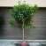 【桂花之乡自产自销】四季桂四季桂树一年四季开花批发价包邮