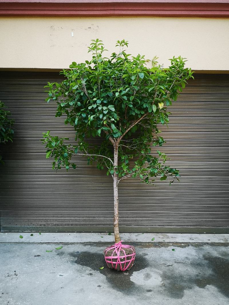 【桂花之乡自产自销】四季桂四季桂树一年四季开花批发价包邮