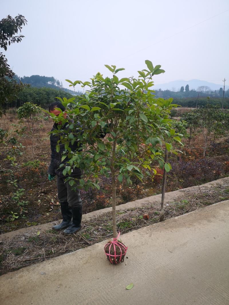 【桂花之乡自产自销】四季桂四季桂树一年四季开花批发价包邮