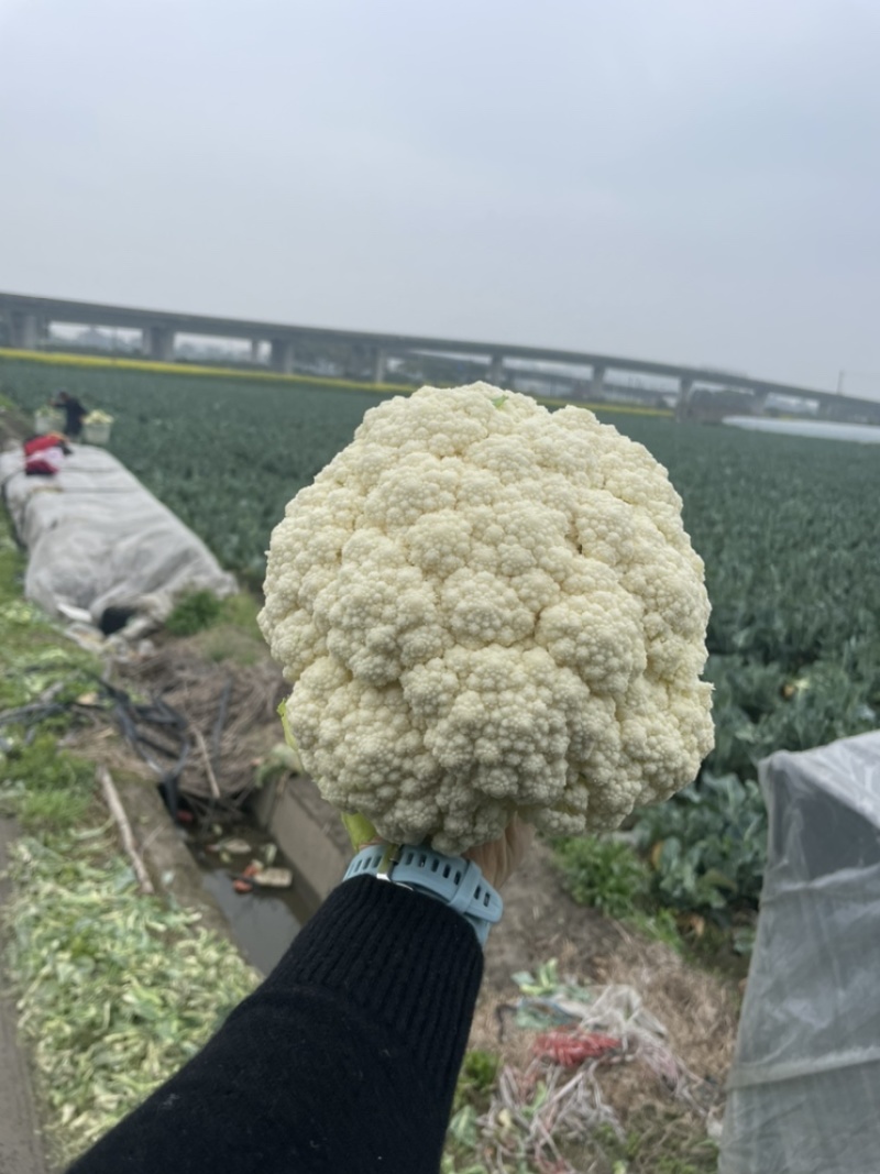 浙江省杭州市萧山区本地精品乳白色小米粒撒花