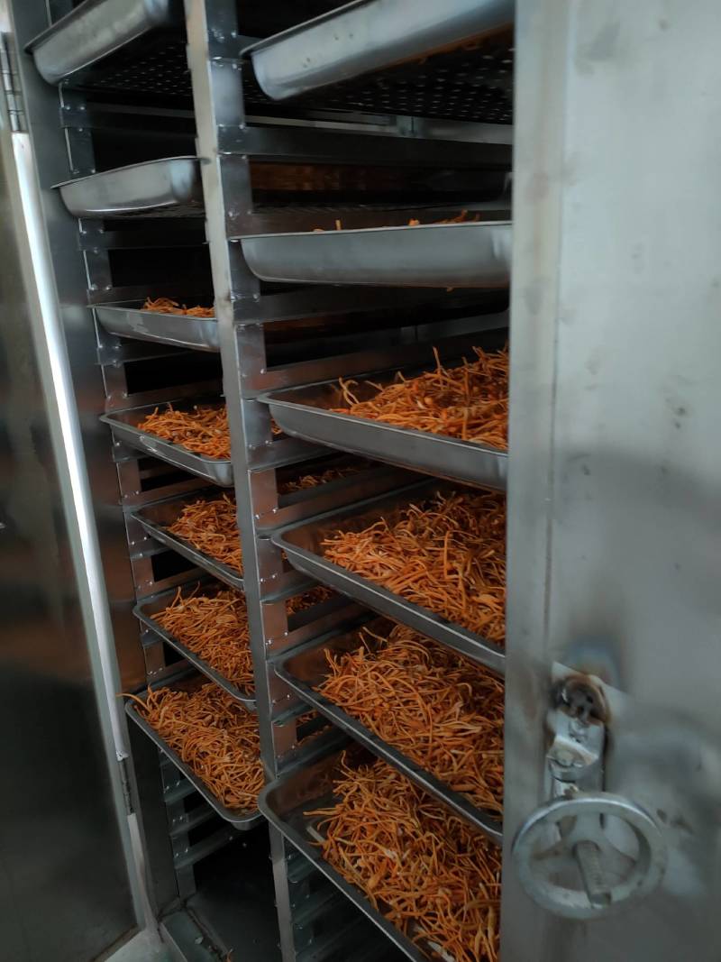 小包装虫草花100克去根干净适合礼品走高端市场虫草花煲汤