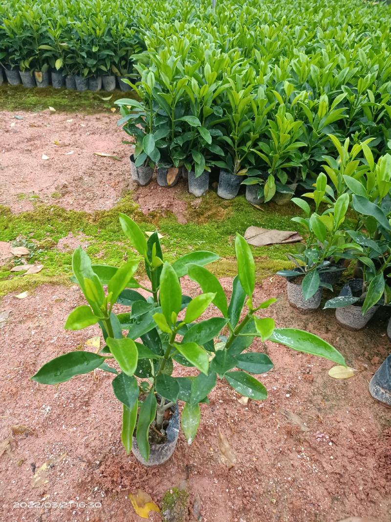 【精品】非洲茉莉7斤袋，规格齐全一手货源欢迎老板来电