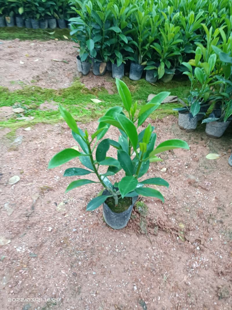 【精品】非洲茉莉7斤袋，规格齐全一手货源欢迎老板来电