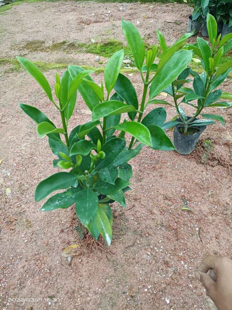 【精品】非洲茉莉7斤袋，规格齐全一手货源欢迎老板来电