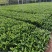 【精品】非洲茉莉7斤袋，规格齐全一手货源欢迎老板来电