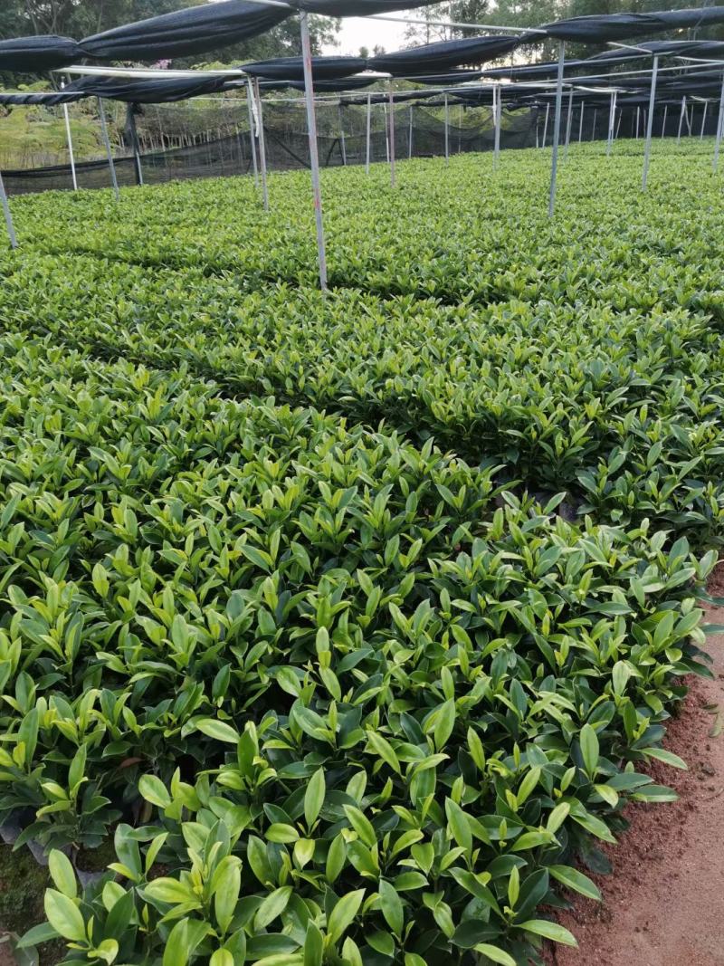 【精品】非洲茉莉7斤袋，规格齐全一手货源欢迎老板来电